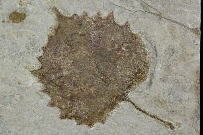 5.4" Fossil Sycamore Leaf (Platanus) - Nebraska